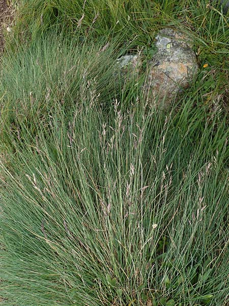 Festuca varia \ Gew&ouml;hnlicher Bunt-Schwingel / Spiky Fescue, A Niedere Tauern, S&ouml;lk-Pass 26.7.2021