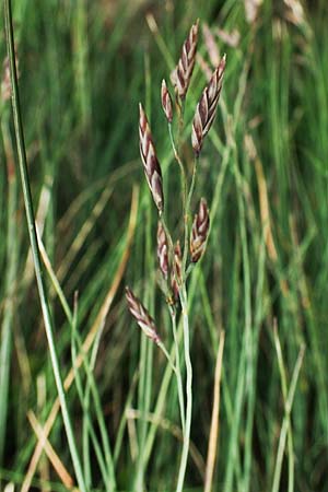 Festuca varia \ Gew&ouml;hnlicher Bunt-Schwingel / Spiky Fescue, A Niedere Tauern, S&ouml;lk-Pass 26.7.2021
