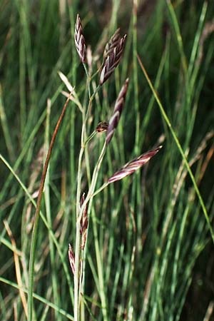 Festuca varia \ Gew&ouml;hnlicher Bunt-Schwingel / Spiky Fescue, A Niedere Tauern, S&ouml;lk-Pass 26.7.2021