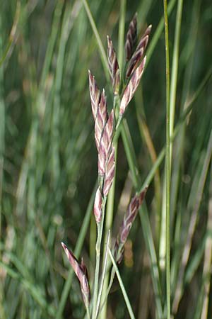 Festuca varia \ Gew&ouml;hnlicher Bunt-Schwingel / Spiky Fescue, A Niedere Tauern, S&ouml;lk-Pass 26.7.2021