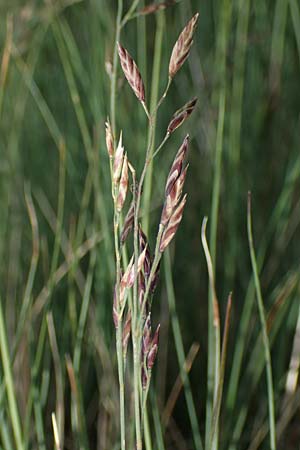 Festuca varia \ Gew&ouml;hnlicher Bunt-Schwingel / Spiky Fescue, A Niedere Tauern, S&ouml;lk-Pass 26.7.2021