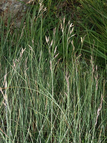 Festuca varia \ Gew&ouml;hnlicher Bunt-Schwingel / Spiky Fescue, A Niedere Tauern, S&ouml;lk-Pass 26.7.2021