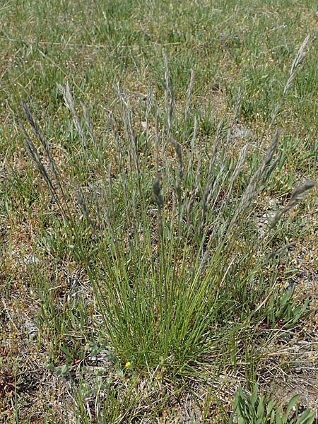 Festuca ovina agg. \ Schaf-Schwingel / Sheep Fescue, A Seewinkel, Illmitz 9.5.2022