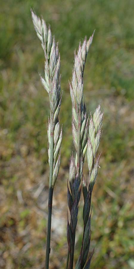 Festuca ovina agg. \ Schaf-Schwingel / Sheep Fescue, A Seewinkel, Illmitz 9.5.2022