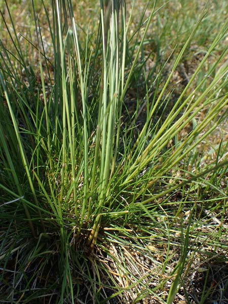 Festuca ovina agg. \ Schaf-Schwingel / Sheep Fescue, A Seewinkel, Illmitz 9.5.2022