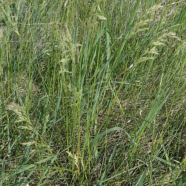 Poa pratensis \ Wiesen-Rispengras, Wiesenrispe / Smooth Meadow Grass, Kentucky Blue Grass, A Seewinkel, Illmitz 9.5.2022