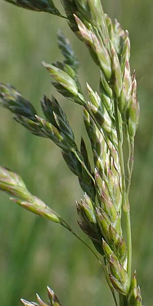 Poa pratensis \ Wiesen-Rispengras, Wiesenrispe / Smooth Meadow Grass, Kentucky Blue Grass, A Seewinkel, Illmitz 9.5.2022