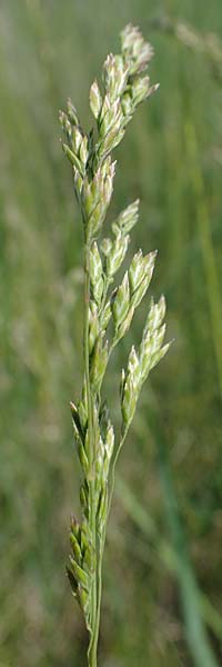 Poa pratensis \ Wiesen-Rispengras, Wiesenrispe / Smooth Meadow Grass, Kentucky Blue Grass, A Seewinkel, Illmitz 9.5.2022