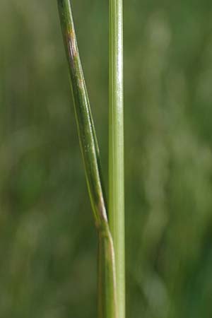 Poa pratensis \ Wiesen-Rispengras, Wiesenrispe / Smooth Meadow Grass, Kentucky Blue Grass, A Seewinkel, Illmitz 9.5.2022