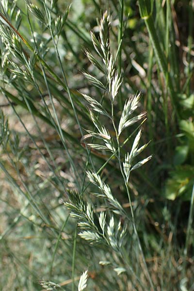 Festuca valesiaca ? \ Walliser Schwingel / Valais Fescue, A Hainburg 14.5.2022