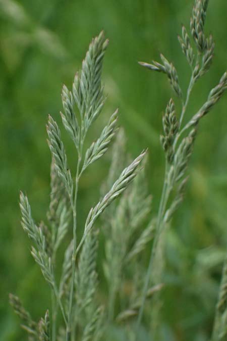 Festuca spec2 ? \ Schwingel / Fescue, A Gaspoltshofen 9.5.2025