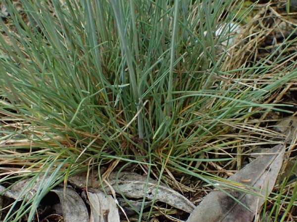 Festuca spec2 ? \ Schwingel / Fescue, A Gaspoltshofen 9.5.2025