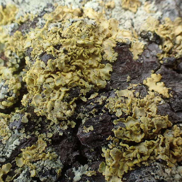 Xanthoria parietina ? \ Gew&ouml;hnliche Gelb-Flechte / Yellow Lichen, A K&auml;rnten/Carinthia, Koralpe 21.5.2016
