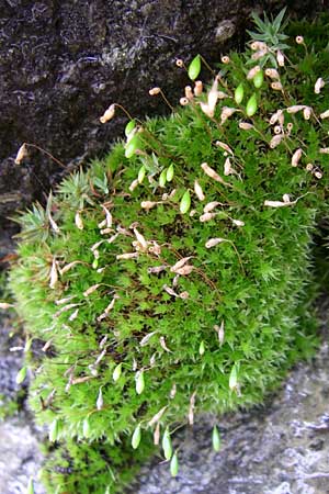 Pohlia nutans \ Nickendes Pohlmoos / Pohlia Moss, A Malta - Tal / Valley 7.6.2008