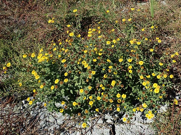 Pulicaria dysenterica \ Groes Flohkraut / Common Fleabane, A Seewinkel, Apetlon 23.9.2022