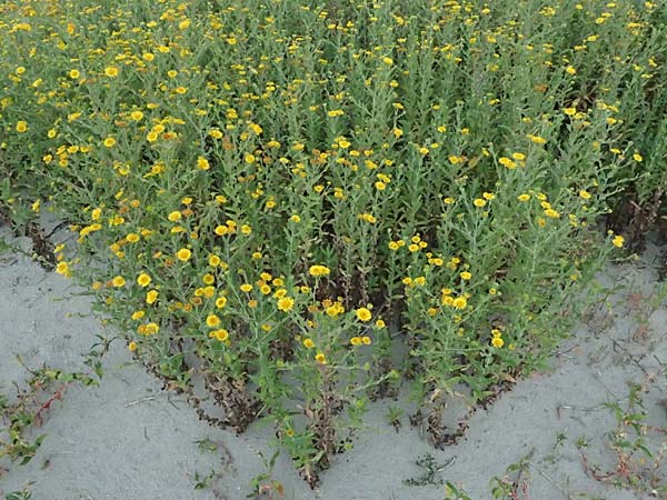 Pulicaria dysenterica \ Groes Flohkraut / Common Fleabane, A Seewinkel, St. Andrä 12.7.2023