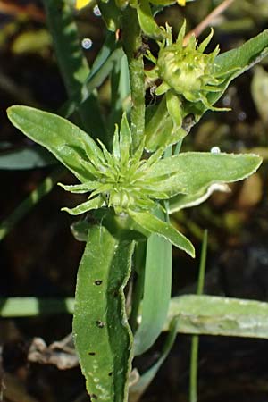 Pentanema germanicum \ Deutscher Alant, A Staatz 12.8.2025