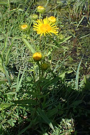 Pentanema germanicum \ Deutscher Alant, A Staatz 12.8.2025