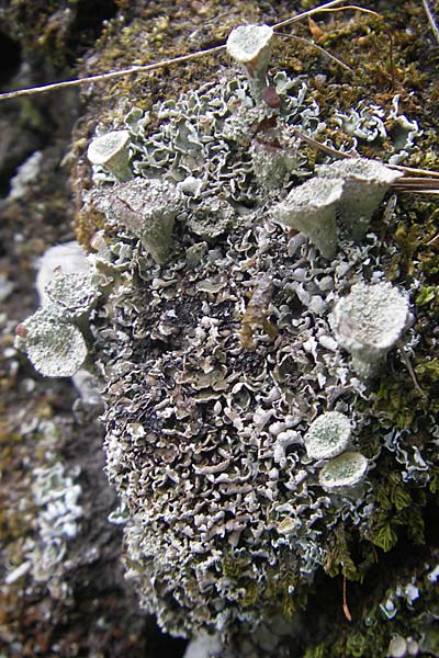 Cladonia chlorophaea ? \ Becher-Flechte / Cup Lichen, A K&auml;rnten/Carinthia, Petzen 2.7.2010