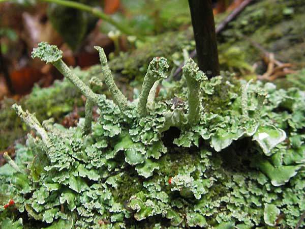 Cladonia sulphurina ? \ Schwefelgelbe Becher-Flechte / Sulphur Cup Lichen, A Gloggnitz 4.8.2011
