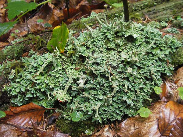 Cladonia sulphurina ? \ Schwefelgelbe Becher-Flechte / Sulphur Cup Lichen, A Gloggnitz 4.8.2011