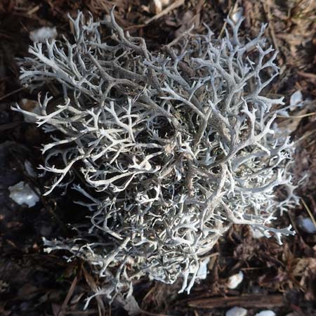 Cladonia rangiferina ? \ Rentier-Flechte / Reindeer Lichen, A Kärnten/Carinthia, Trögern 18.5.2016
