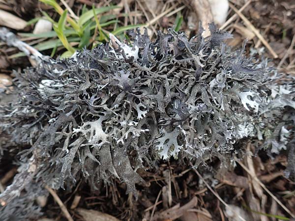 Pseudevernia furfuracea \ Band-Flechte, Baum-Flechte / Tree Moss, A Kärnten/Carinthia, Hochobir 19.5.2016