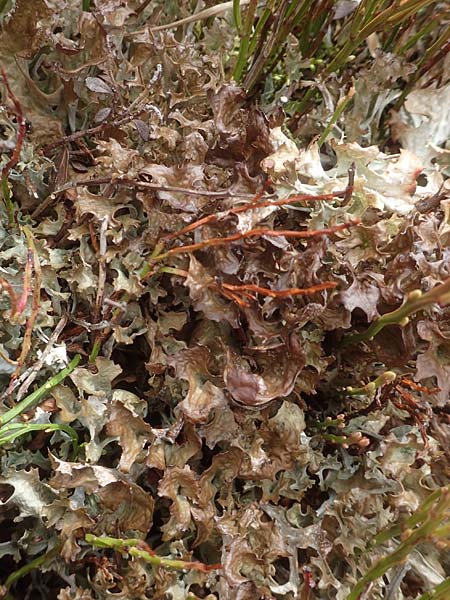 Cetraria islandica \ Isl&auml;ndisch Moos, Island-Moos / Iceland Moss, A K&auml;rnten/Carinthia, Koralpe 21.5.2016