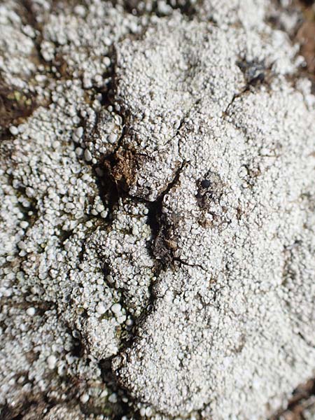 Lecanorales spec9 ? \ Flechte / Lichen, A K&auml;rnten/Carinthia, Koralpe 9.8.2016