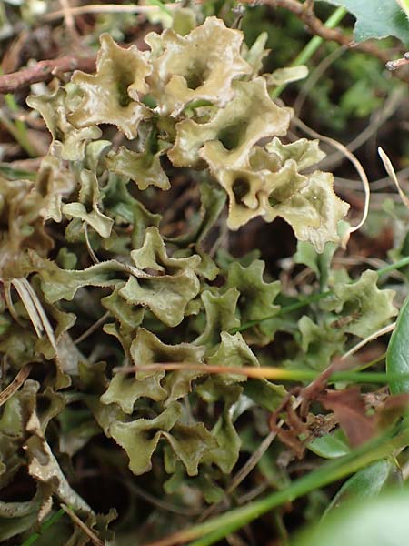 Cetraria islandica \ Isl&auml;ndisch Moos, Island-Moos / Iceland Moss, A K&auml;rnten/Carinthia, Koralpe 9.8.2016