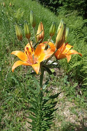Lilium bulbiferum subsp. bulbiferum \ Brutknllchentragende Feuerlilie / Orange Lily, A Pusterwald 1.7.2019