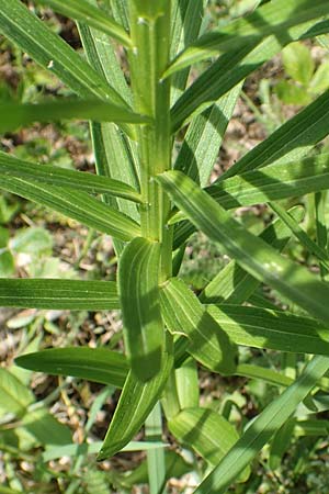Lilium bulbiferum subsp. bulbiferum \ Brutknllchentragende Feuerlilie / Orange Lily, A Pusterwald 1.7.2019