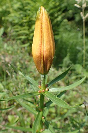 Lilium bulbiferum subsp. bulbiferum \ Brutknllchentragende Feuerlilie / Orange Lily, A Pusterwald 1.7.2019