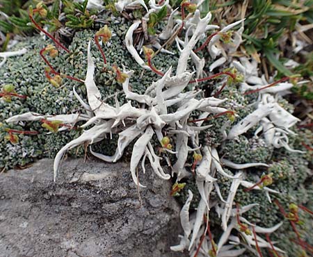 Thamnolia vermicularis \ Wurm-Flechte, Totengebein-Flechte / Whiteworm Lichen, A Trenchtling 3.7.2019
