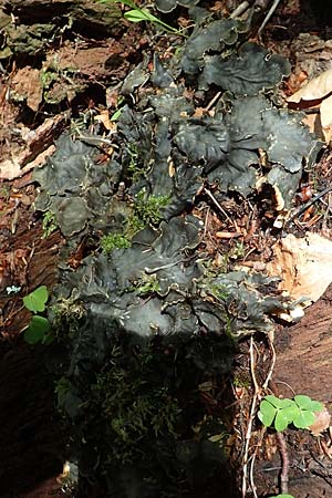 Peltigera spec2 ? \ Hundsflechte / Dog Lichen, A Weichtal-Klamm 1.7.2020