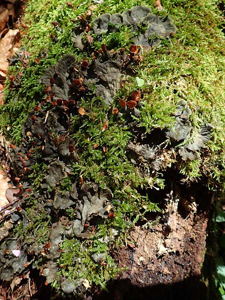Peltigera spec2 ? \ Hundsflechte / Dog Lichen, A Weichtal-Klamm 1.7.2020