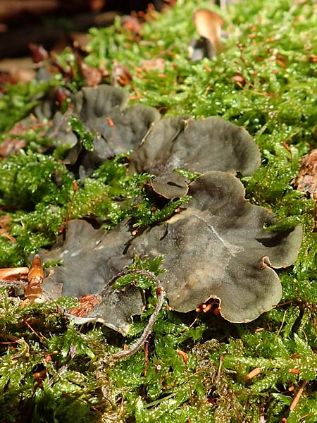 Peltigera spec2 ? \ Hundsflechte / Dog Lichen, A Weichtal-Klamm 1.7.2020