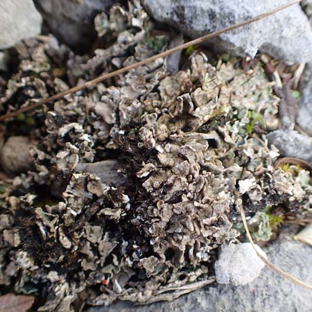 Lecanorales specF ? \ Flechte / Lichen, A Dachstein, Auretskar 7.7.2020