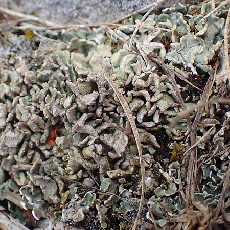 Lecanorales specF ? \ Flechte / Lichen, A Dachstein, Auretskar 7.7.2020