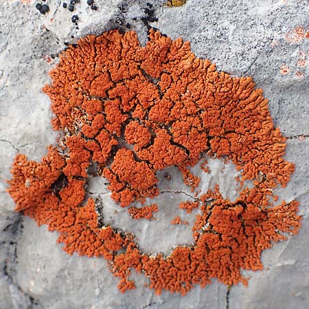 Xanthoria elegans \ Zierliche Gelb-Flechte / Elegant Sunburst Lichen, A Dachstein 10.7.2020