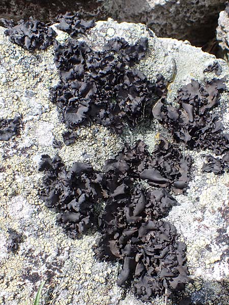 Umbilicaria deusta \ Ru&szlig;ige Nabelflechte / Peppered Rock Tripe, A W&ouml;lzer Tauern, Kleiner Zinken 26.6.2021