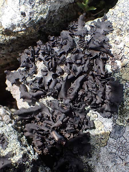 Umbilicaria deusta \ Ru&szlig;ige Nabelflechte / Peppered Rock Tripe, A W&ouml;lzer Tauern, Kleiner Zinken 26.6.2021