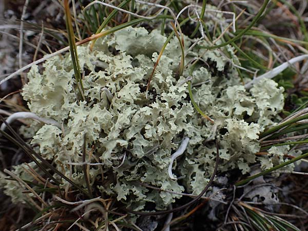Cladonia caespiticia ? \ Schuppenfr&uuml;chtige Becher-Flechte, B&uuml;schel-Flechte / Stubby-Stalked Clad Lichen, A W&ouml;lzer Tauern, Hoher Zinken 26.6.2021