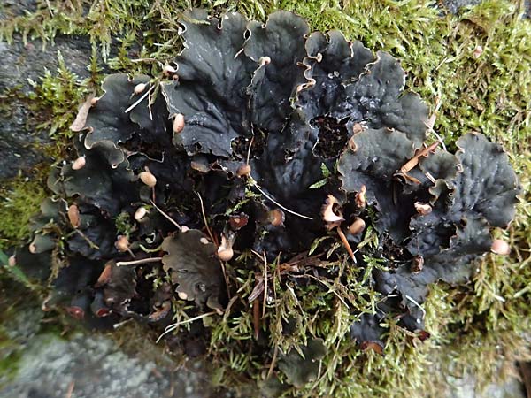 Peltigera spec3 ? \ Hundsflechte / Dog Lichen, A P&ouml;lstal-Oberzeiring 25.7.2021