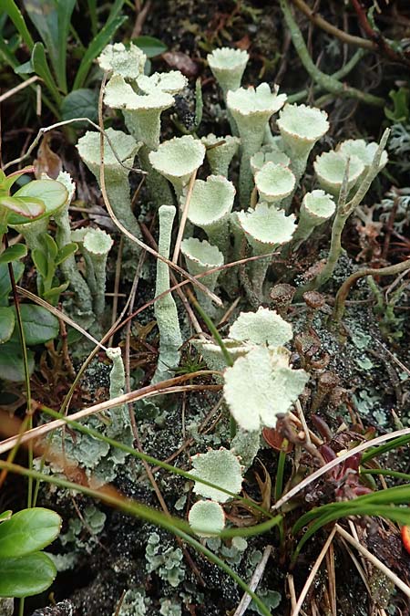 Cladonia spec5 ? \ Flechte / Lichen, A Niedere Tauern, S&ouml;lk-Pass 26.7.2021