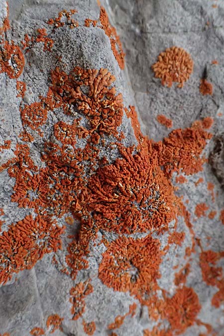 Xanthoria elegans \ Zierliche Gelb-Flechte / Elegant Sunburst Lichen, A Admont 5.7.2024