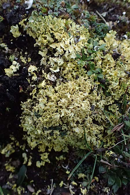 Lecanorales specJ ? \ Flechte / Lichen, A Gro&szlig;glockner 30.6.2025