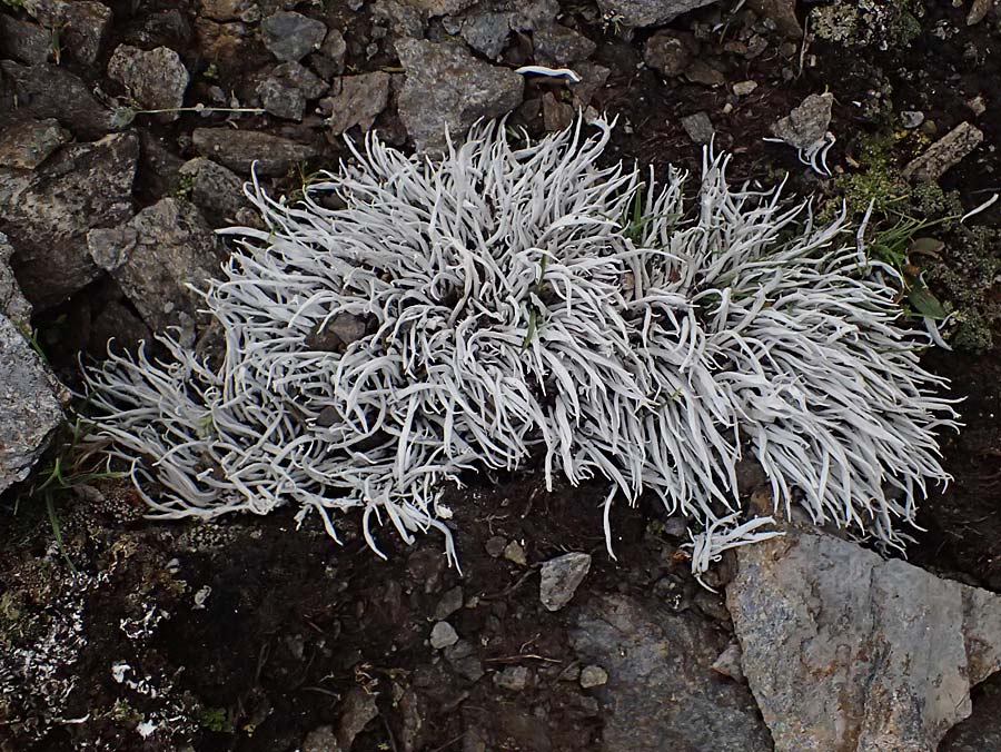 Lecanorales specK ? \ Flechte / Lichen, A Gro&szlig;glockner 30.6.2025