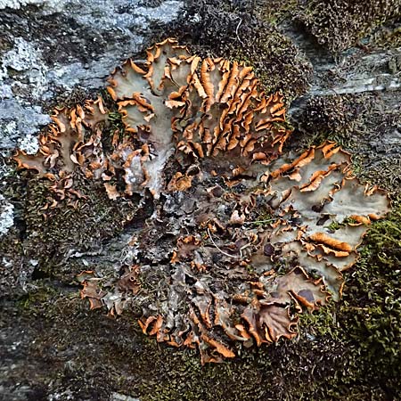 Lecanorales specL ? \ Flechte / Lichen, A Kolm Saigurn 2.7.2025