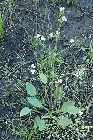 Alisma plantago-aquatica \ Gew�hnlicher Froschl�ffel / Water-Plantain, A Schrems 14.8.2026